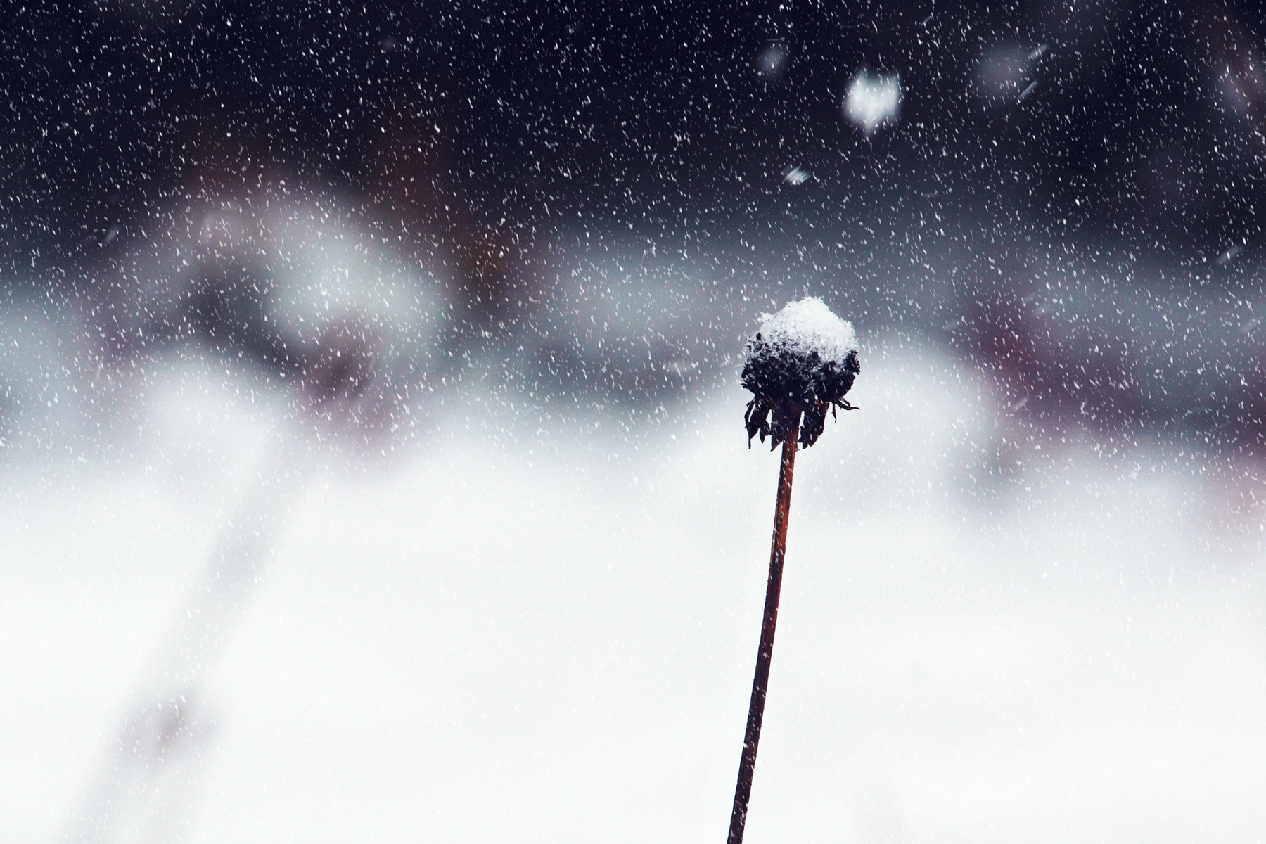 Withered Flower Cover With Snow